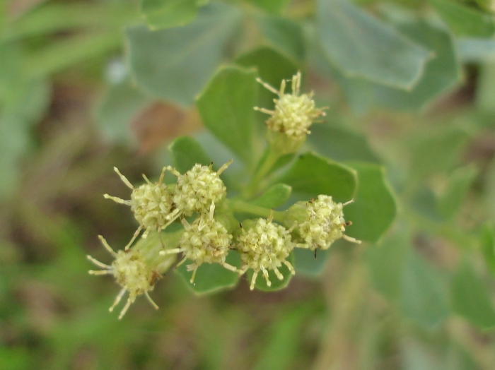 Baccharis tridentata Vahl