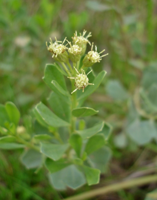 Baccharis tridentata Vahl