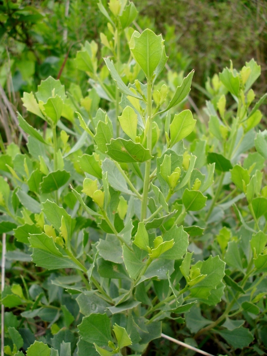 Baccharis tridentata Vahl