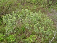 Baccharis tridentata Vahl