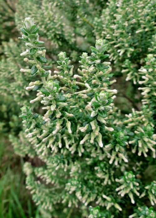 Baccharis uncinella DC. Baccharis uncinella DC.