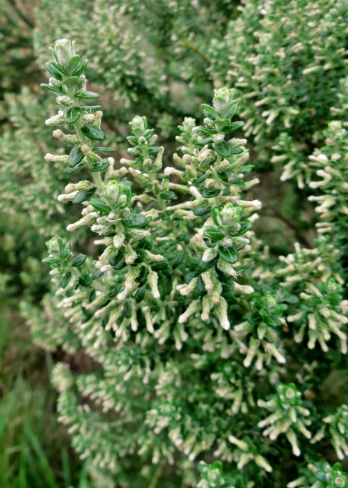 Baccharis uncinella DC.