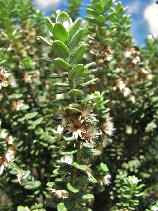Baccharis uncinella DC. Baccharis uncinella DC.