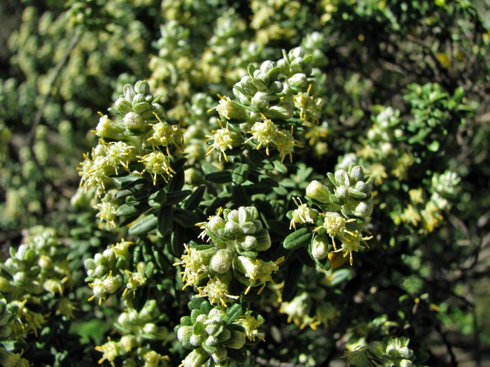 Baccharis uncinella DC. Baccharis uncinella DC.