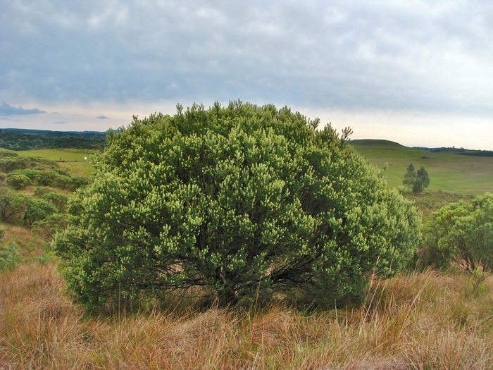 Baccharis uncinella DC. Baccharis uncinella DC.