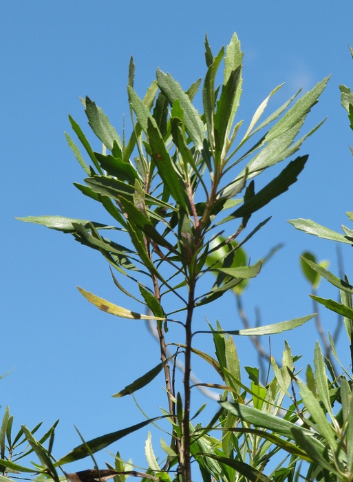 Baccharis rivularis Gardner