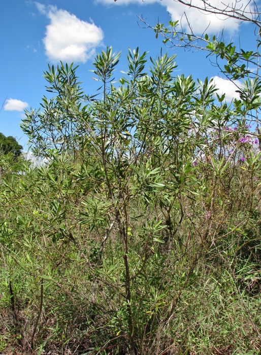 Baccharis rivularis Gardner