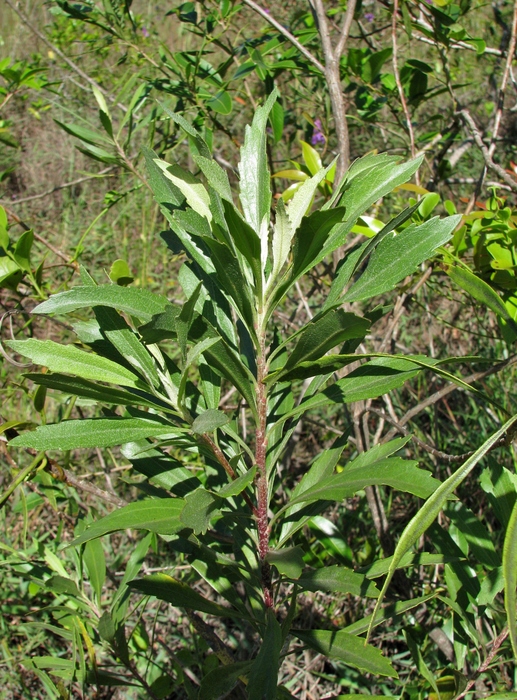 Baccharis rivularis Gardner