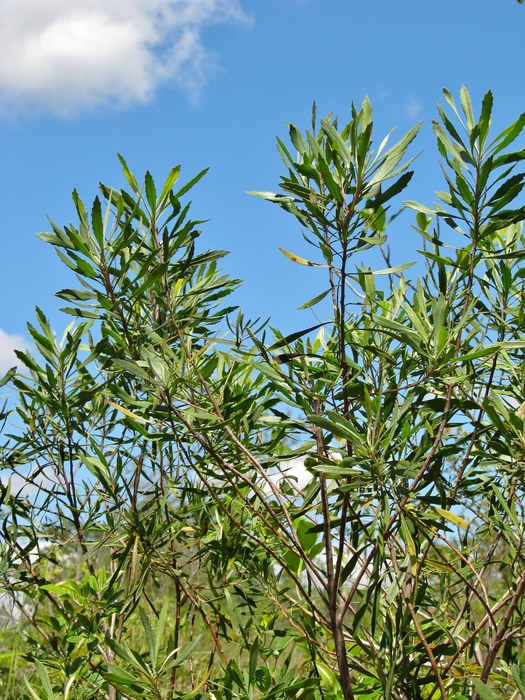 Baccharis rivularis Gardner