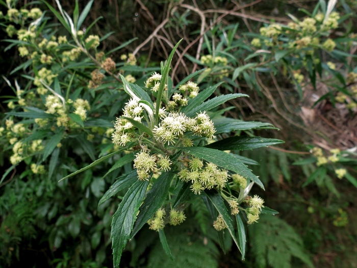 Baccharis montana DC. Baccharis montana DC.