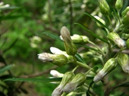 Baccharis montana DC.