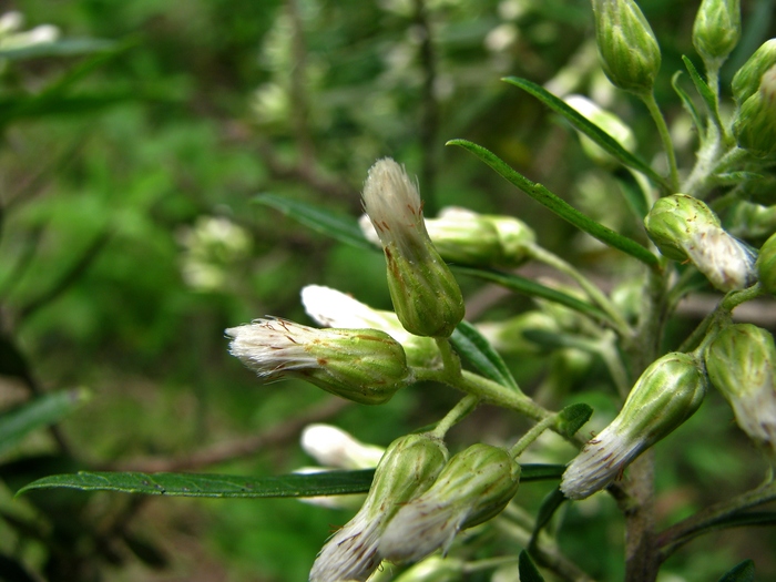 Baccharis montana DC. Baccharis montana DC.