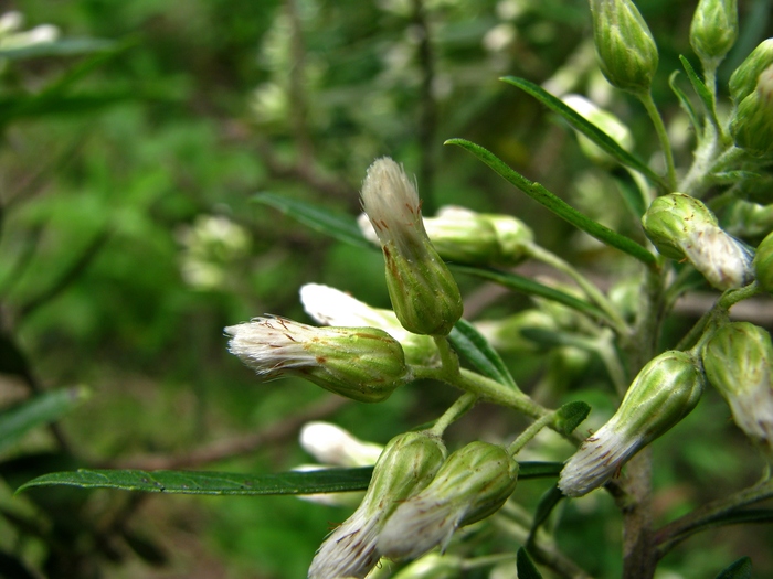 Baccharis montana DC.