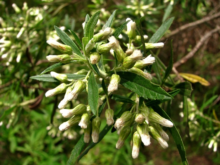 Baccharis montana DC. Baccharis montana DC.