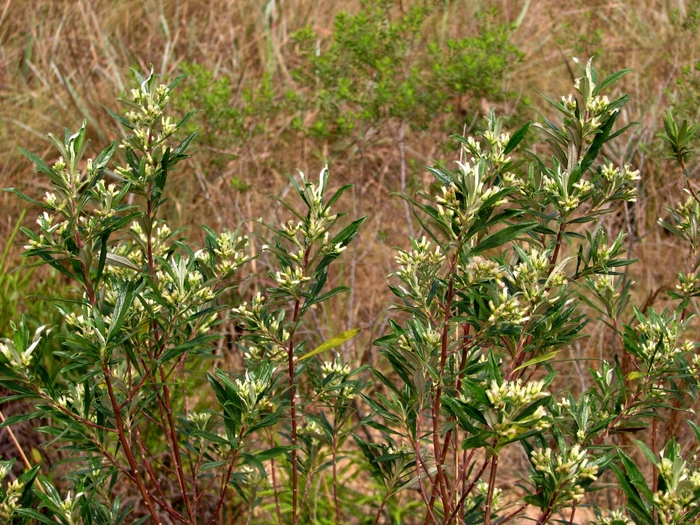 Baccharis montana DC. Baccharis montana DC.