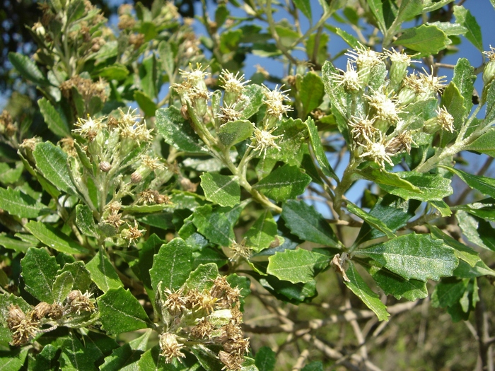 Baccharis longiattenuata A.S.Oliveira