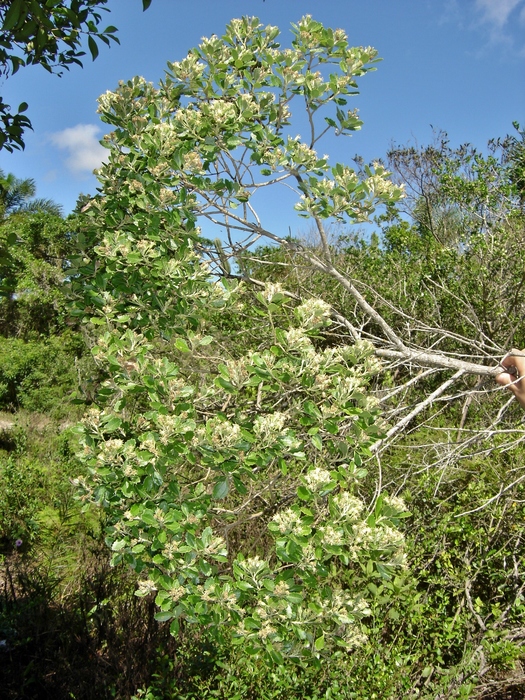 Baccharis longiattenuata A.S.Oliveira