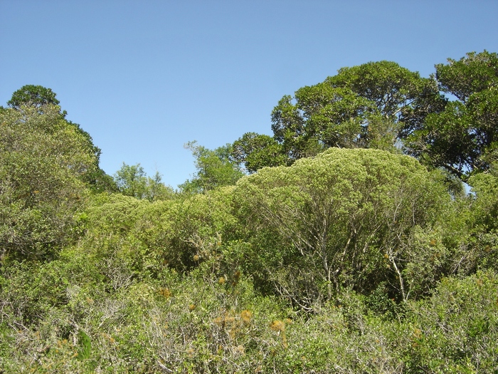 Baccharis longiattenuata A.S.Oliveira