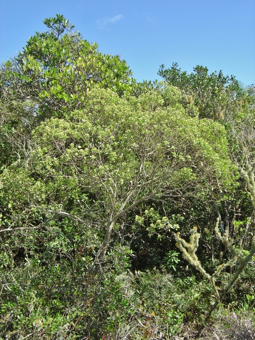 Baccharis longiattenuata A.S.Oliveira