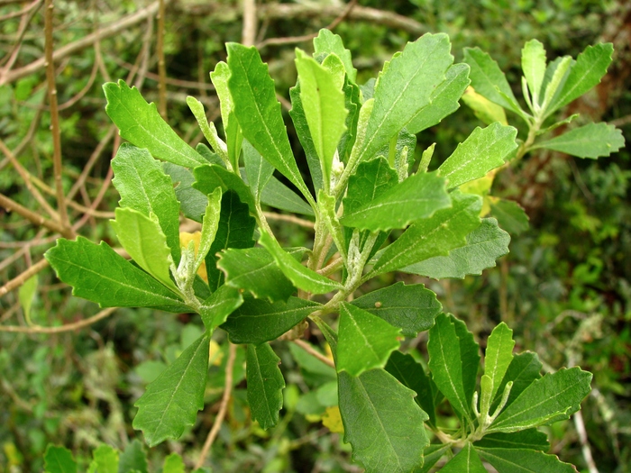 Baccharis longiattenuata A.S.Oliveira