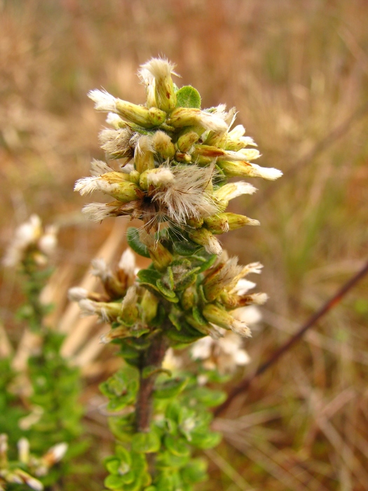 Baccharis erioclada DC. Baccharis erioclada DC.