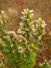 Baccharis erioclada DC.