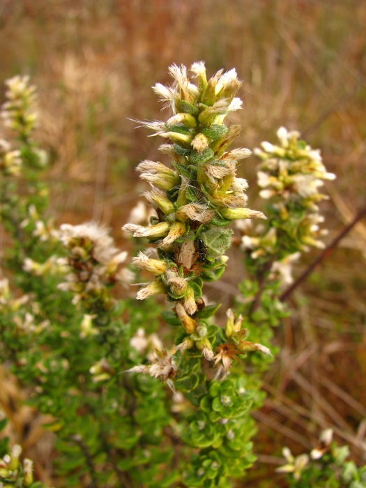 Baccharis erioclada DC. Baccharis erioclada DC.