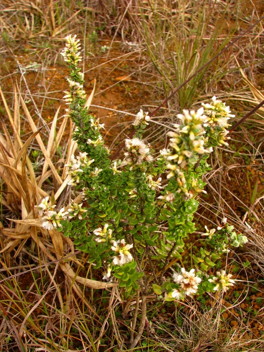 Baccharis erioclada DC. Baccharis erioclada DC.