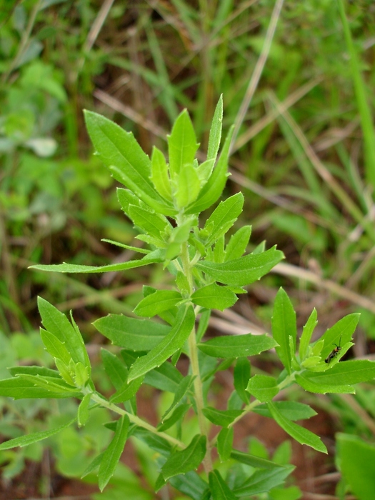 Baccharis dracunculifolia DC. Baccharis dracunculifolia DC.