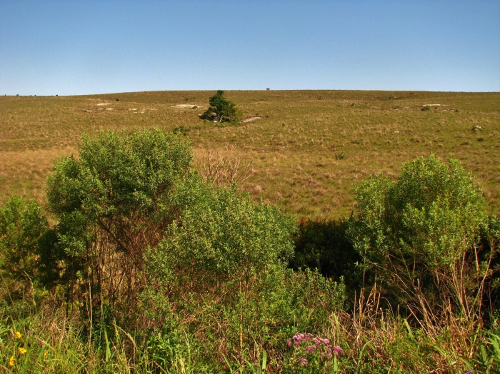 Baccharis dracunculifolia DC. Baccharis dracunculifolia DC.