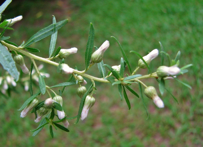 Baccharis dracunculifolia DC.