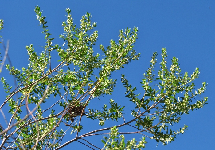 Baccharis dracunculifolia DC. Baccharis dracunculifolia DC.