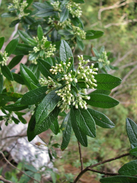 Baccharis calvescens DC.