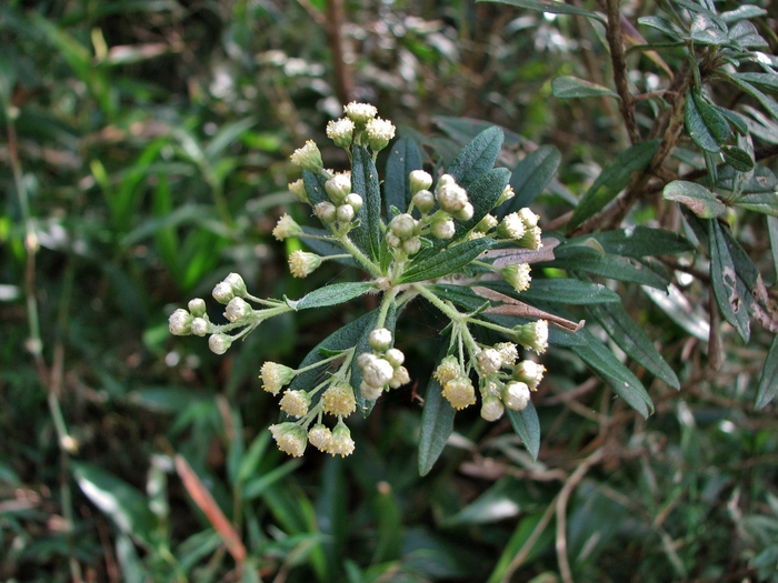 Baccharis calvescens DC.