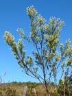 Baccharis calvescens DC.