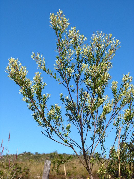 Baccharis calvescens DC. Baccharis calvescens DC.