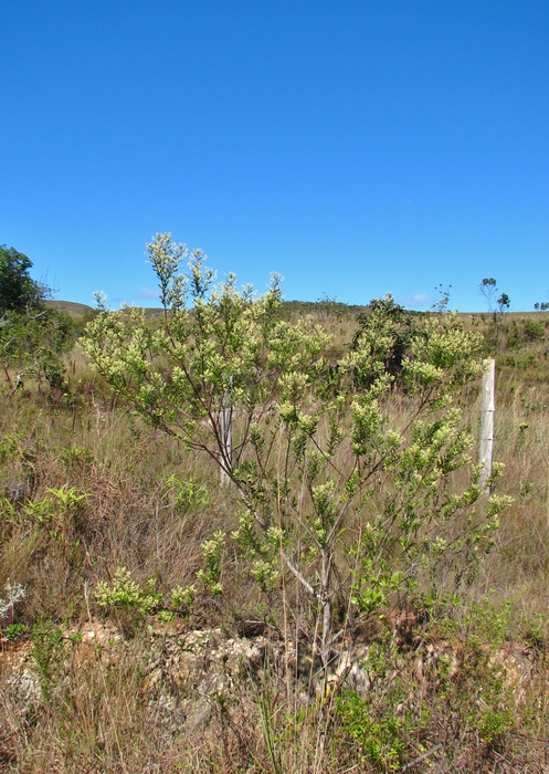 Baccharis calvescens DC. Baccharis calvescens DC.