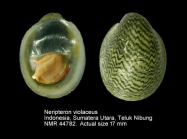 Neripteron violaceum