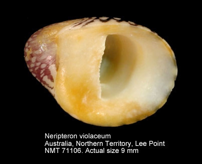 Neripteron violaceum