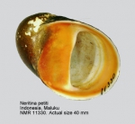 Neritina petitii
