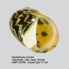 Neritodryas cornea