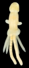 Lernanthropus mollis female