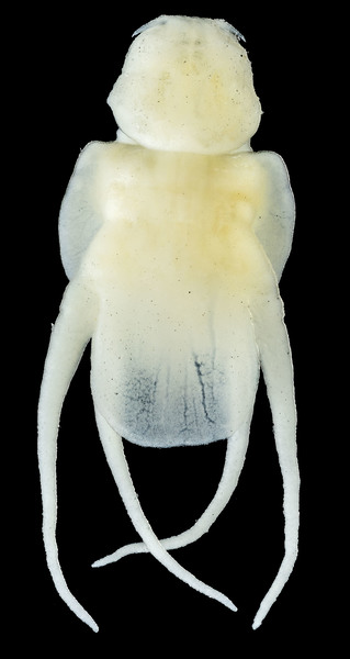 Lernanthropus breviculus female