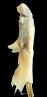 Lernanthropus seriolii female