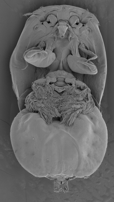 SEM image of Kabataia ostorhynchi female (ventral)