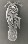 SEM image of Harpacticella inopinata (ventral)