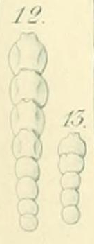 Nodosaria pygmaea Ehrenberg, 1872