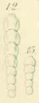 Nodosaria pygmaea Ehrenberg, 1872