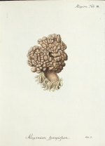 Alcyonium spongiosum Esper, 1829