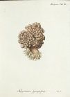 Alcyonium spongiosum Esper, 1829